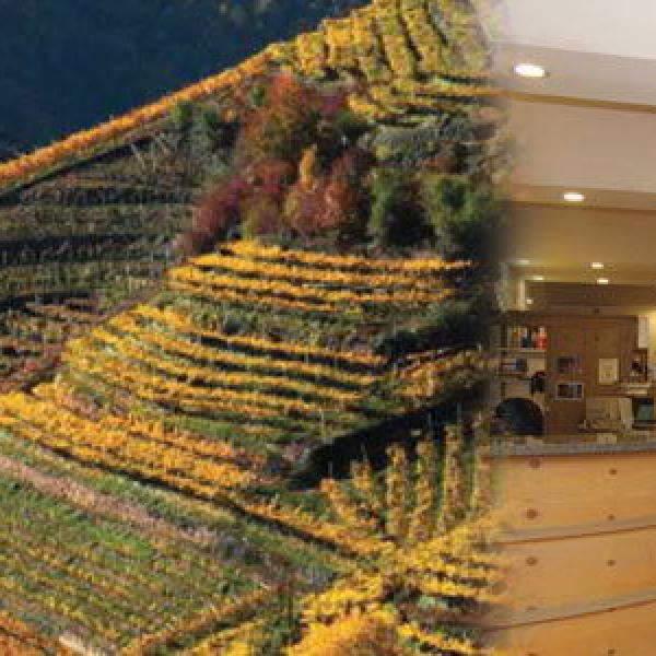 Cantina LAVIS: acquista le bottiglie Online